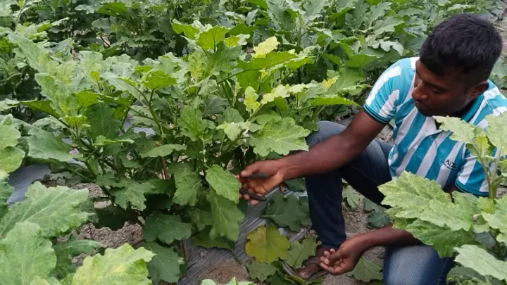 ফুলবাড়ীতে বেগুন চাষে সফল তিন বন্ধু